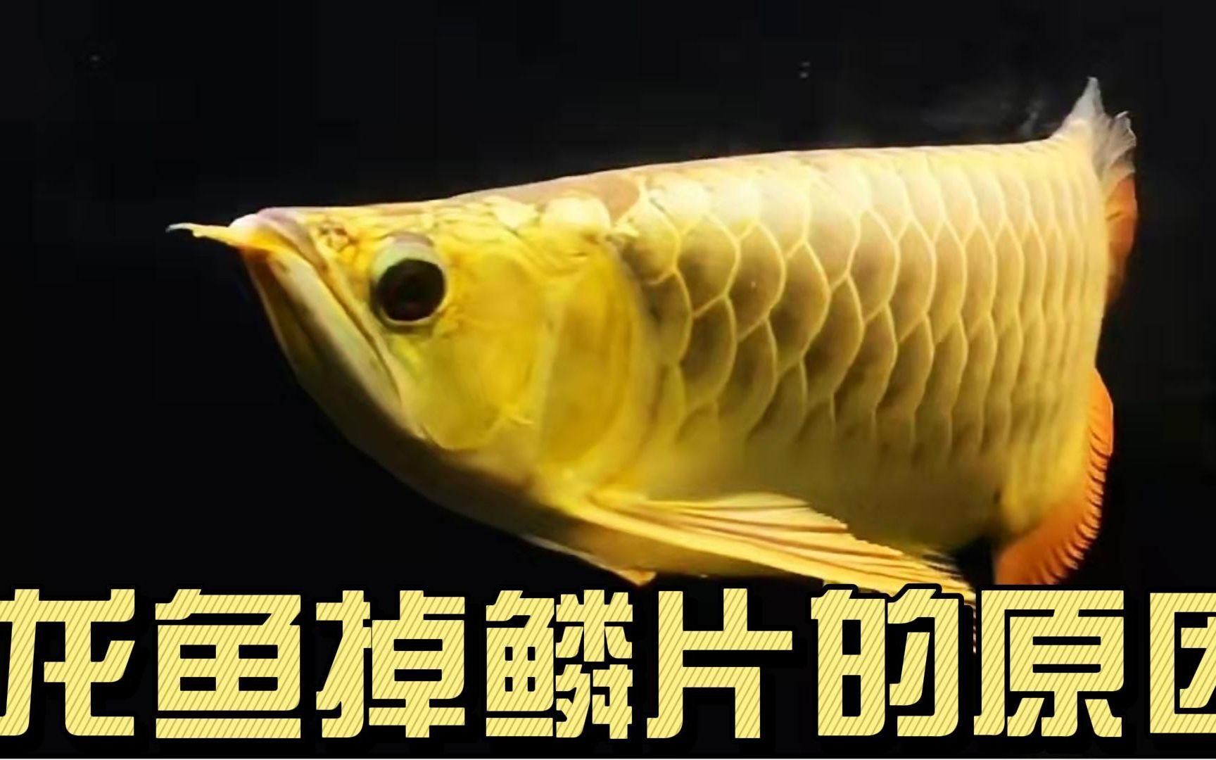 龍魚掉鱗后多久能長(zhǎng)出來(lái)？（龍魚掉鱗后多久能恢復(fù)正常活動(dòng)）