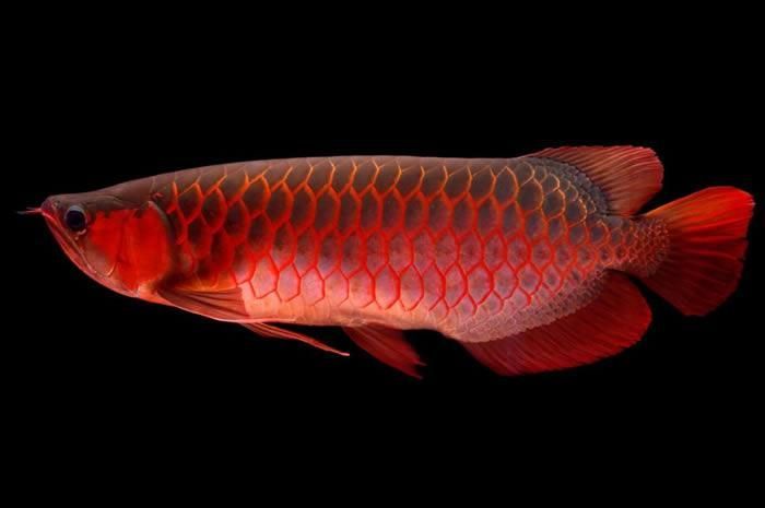 龍魚在<strong><mark>海口</mark></strong>有哪些養殖基地？（<strong><mark>海口</mark></strong>龍魚養殖基地信息）