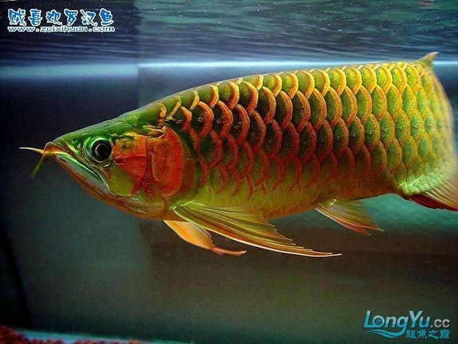 立山龍魚有哪些獨特品種？（“立山龍魚”與“立山龍魚”的獨特品種名稱需要詳解）