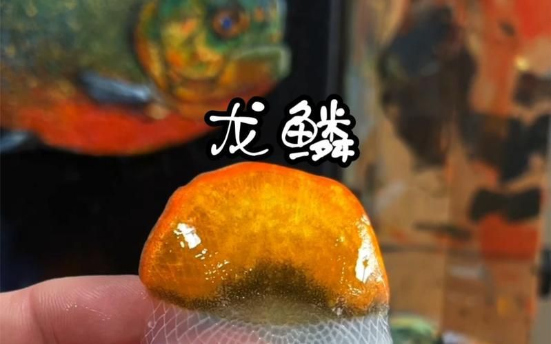 龍魚頭部撞破后多久會恢復？（如何判斷龍魚頭部撞破后多久會恢復）