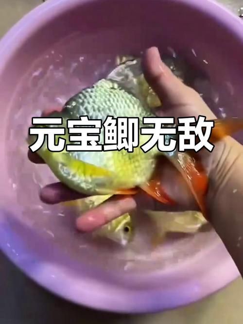 元寶鯽和龍魚混養會有哪些風險？（元寶鯽與龍魚混養的五大風險）