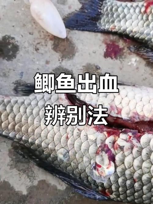 元寶鯽和龍魚混養會有哪些風險？（元寶鯽與龍魚混養的五大風險）