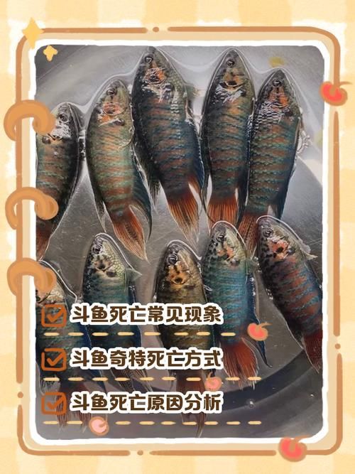 元寶鯽和龍魚混養會有哪些風險？（元寶鯽與龍魚混養的五大風險）