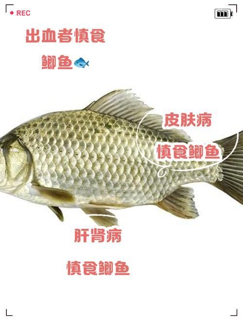 元寶鯽和龍魚混養會有哪些風險？（元寶鯽與龍魚混養的五大風險）