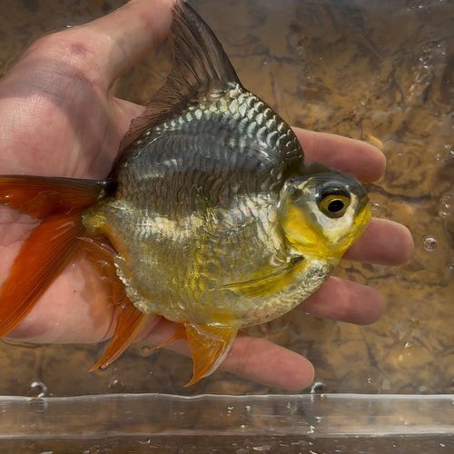 元寶鯽和龍魚混養會有哪些風險？（元寶鯽與龍魚混養的五大風險）