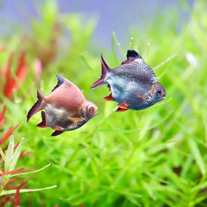 元寶鯽和龍魚混養會有哪些風險？（元寶鯽與龍魚混養的五大風險）