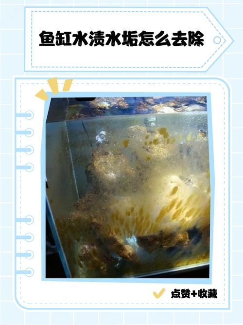如何判斷魚缸的質(zhì)量好壞？（如何判斷魚缸的質(zhì)量好壞）