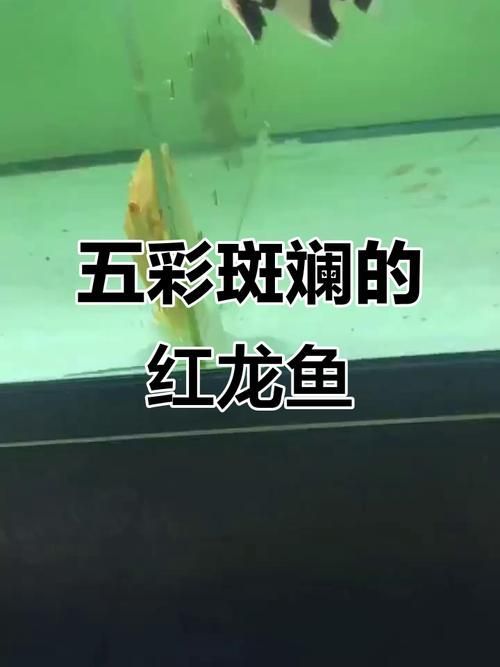 如何區(qū)分紅龍魚的檔次？（紅龍魚價格指南奶球喵喵的小窩,紅龍魚選購checklist）