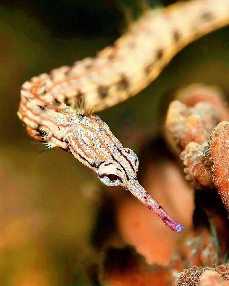 推薦一些海龍魚的高清圖片資源（海洋生物海龍魚的高清圖片）