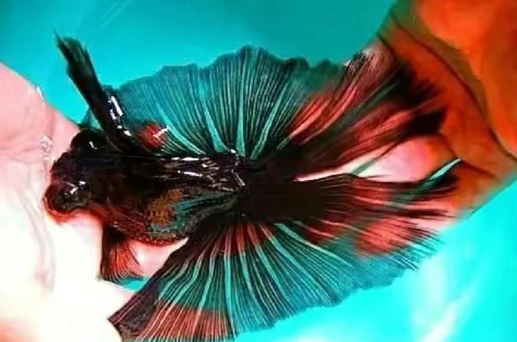 如何區分太湖龍魚蝴蝶尾的真假？（“太湖龍魚蝴蝶尾的真假鑒別要求1000字說明和配圖）
