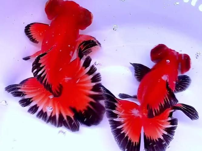 如何區分太湖龍魚蝴蝶尾的真假？（“太湖龍魚蝴蝶尾的真假鑒別要求1000字說明和配圖）
