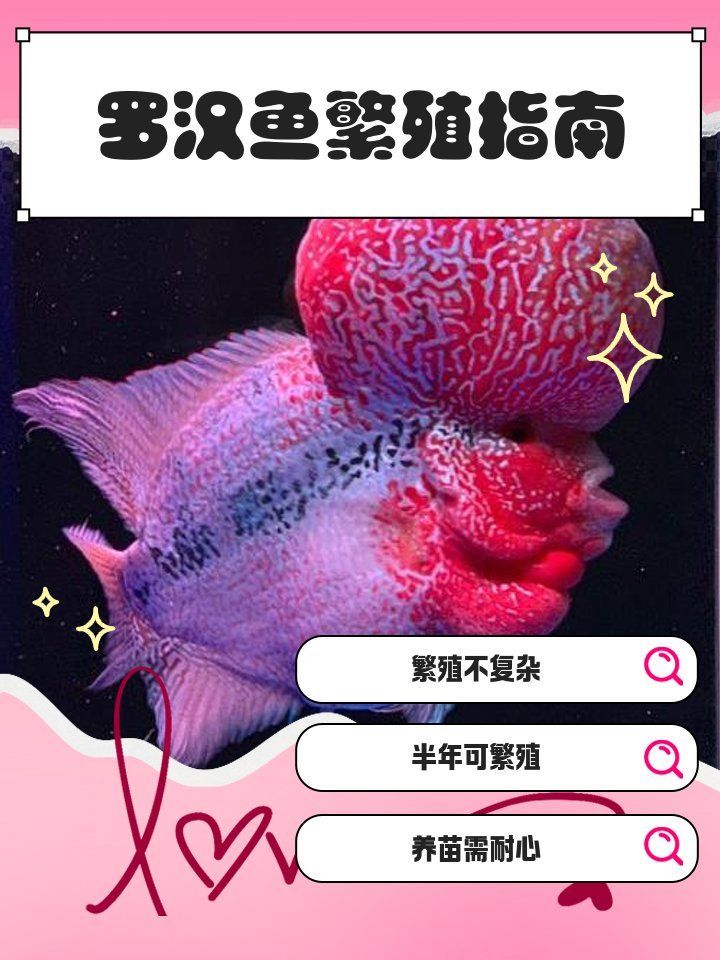 廣東祥龍魚場羅漢魚的繁殖方法（廣東祥龍魚場羅漢魚繁殖全過程）