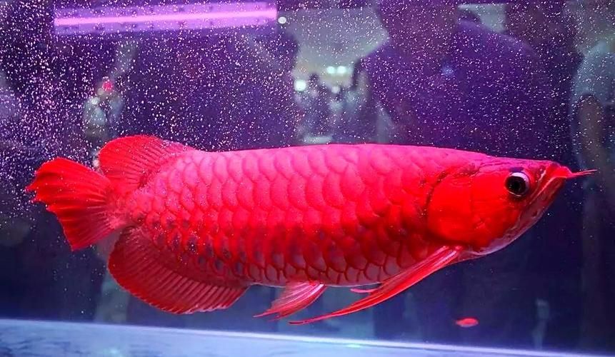 鑫淼龍錦園度假村的龍魚(yú)價(jià)格如何？（淼龍錦園度假村的龍魚(yú)價(jià)格）