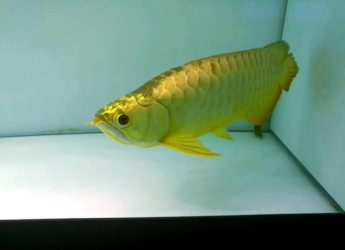 鑫淼龍錦園度假村的龍魚(yú)價(jià)格如何？（淼龍錦園度假村的龍魚(yú)價(jià)格）