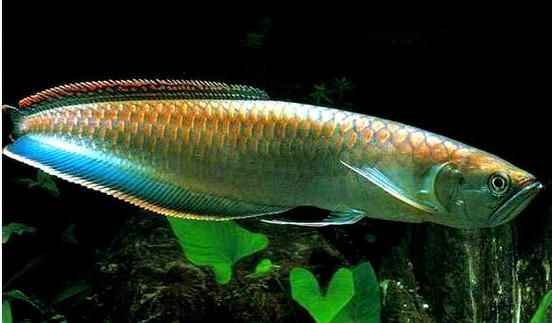 鑫淼龍錦園度假村的龍魚(yú)價(jià)格如何？（淼龍錦園度假村的龍魚(yú)價(jià)格）