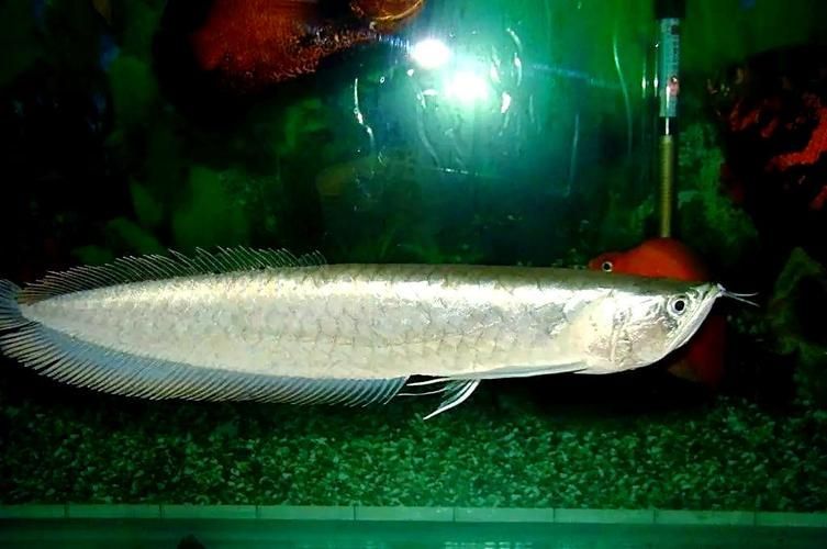 鑫淼龍錦園度假村的龍魚(yú)價(jià)格如何？（淼龍錦園度假村的龍魚(yú)價(jià)格）