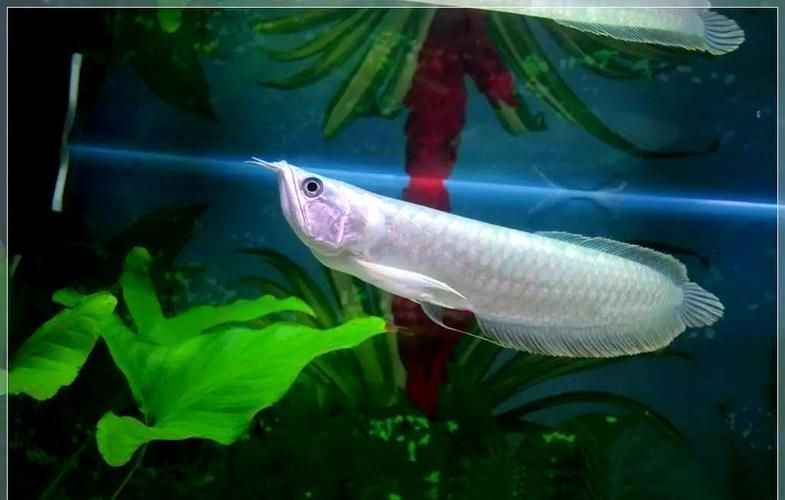 鑫淼龍錦園度假村的龍魚(yú)價(jià)格如何？（淼龍錦園度假村的龍魚(yú)價(jià)格）