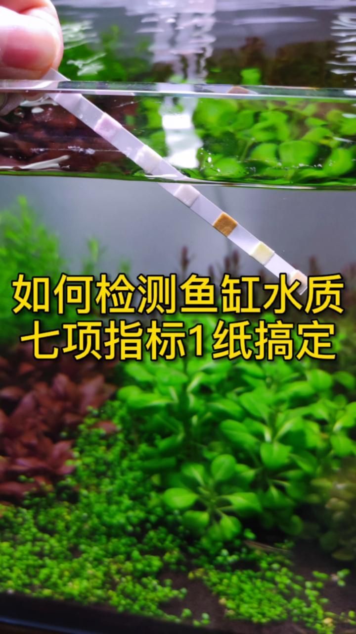 如何預防森森魚缸的常見病？（關于森森魚缸疾病預防）