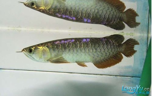 如何判斷龍魚斷尾是否完全恢復(fù)？（龍魚斷尾恢復(fù)前后對(duì)比圖）