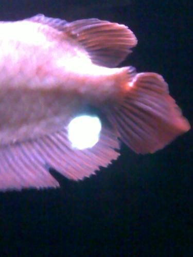 如何判斷龍魚斷尾是否完全恢復(fù)？（龍魚斷尾恢復(fù)前后對(duì)比圖）