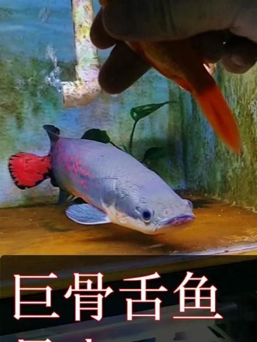 有哪些魚和龍魚類似但可以食用？（哪些魚與龍魚類似但不可食用）