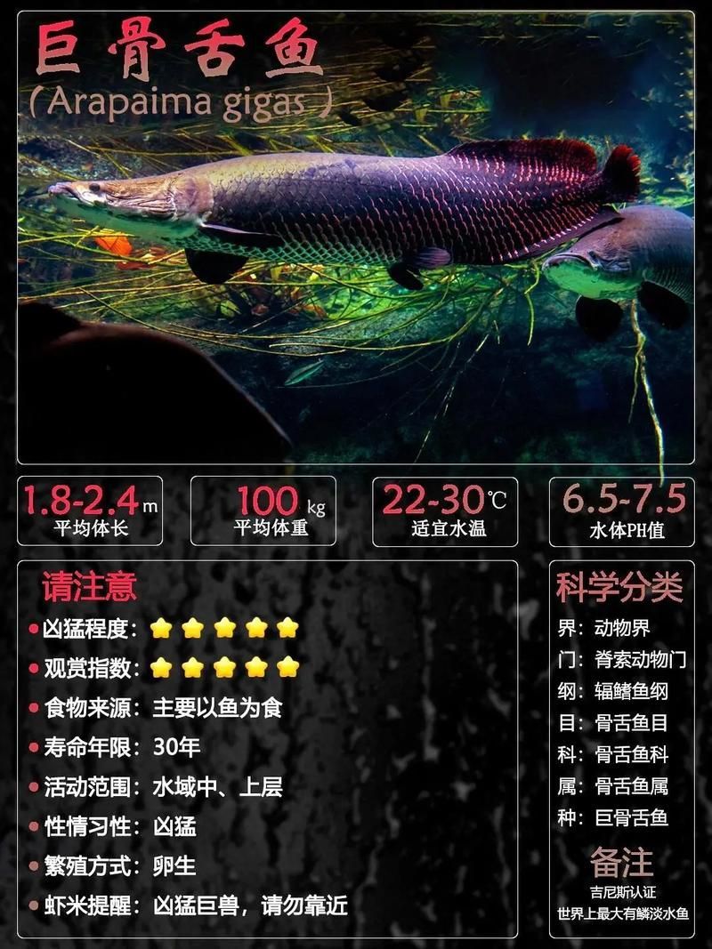 有哪些魚和龍魚類似但可以食用？（哪些魚與龍魚類似但不可食用）