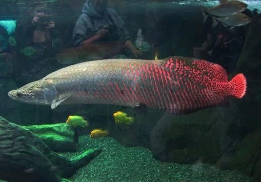 有哪些魚和龍魚類似但可以食用？（哪些魚與龍魚類似但不可食用）