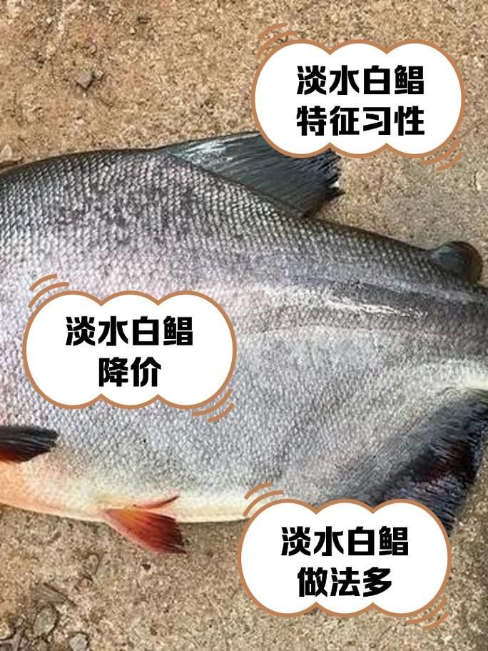 有哪些魚和龍魚類似但可以食用？（哪些魚與龍魚類似但不可食用）