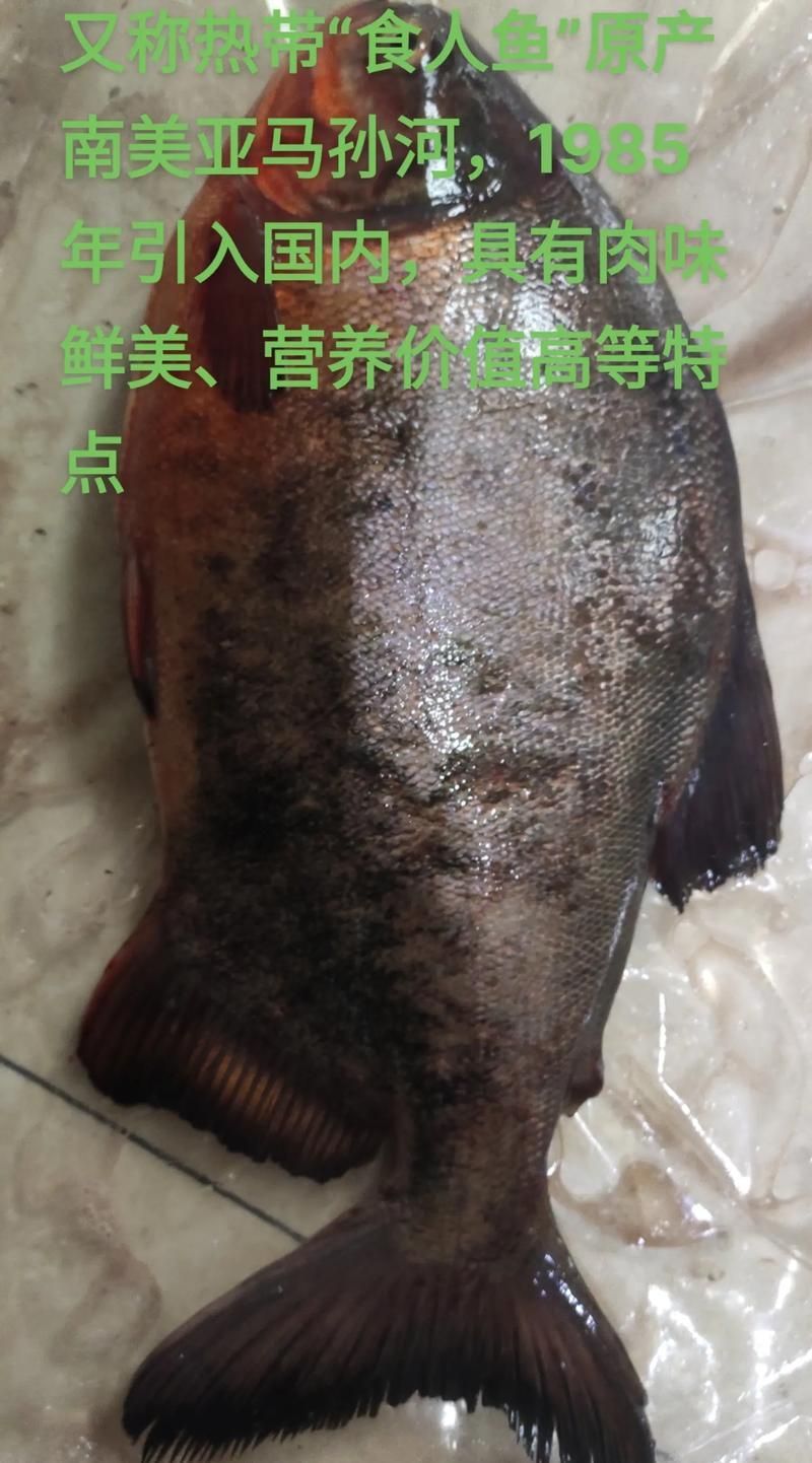有哪些魚和龍魚類似但可以食用？（哪些魚與龍魚類似但不可食用）