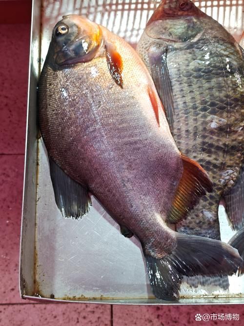 有哪些魚和龍魚類似但可以食用？（哪些魚與龍魚類似但不可食用）
