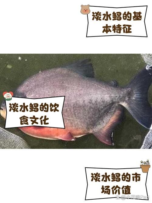 有哪些魚和龍魚類似但可以食用？（哪些魚與龍魚類似但不可食用）