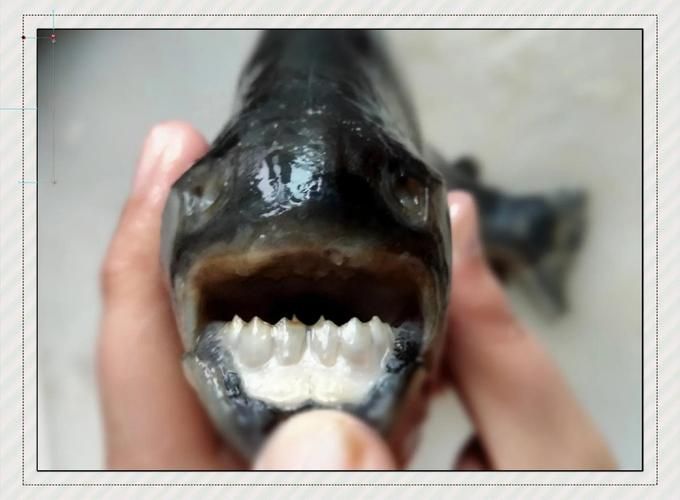 有哪些魚和龍魚類似但可以食用？（哪些魚與龍魚類似但不可食用）