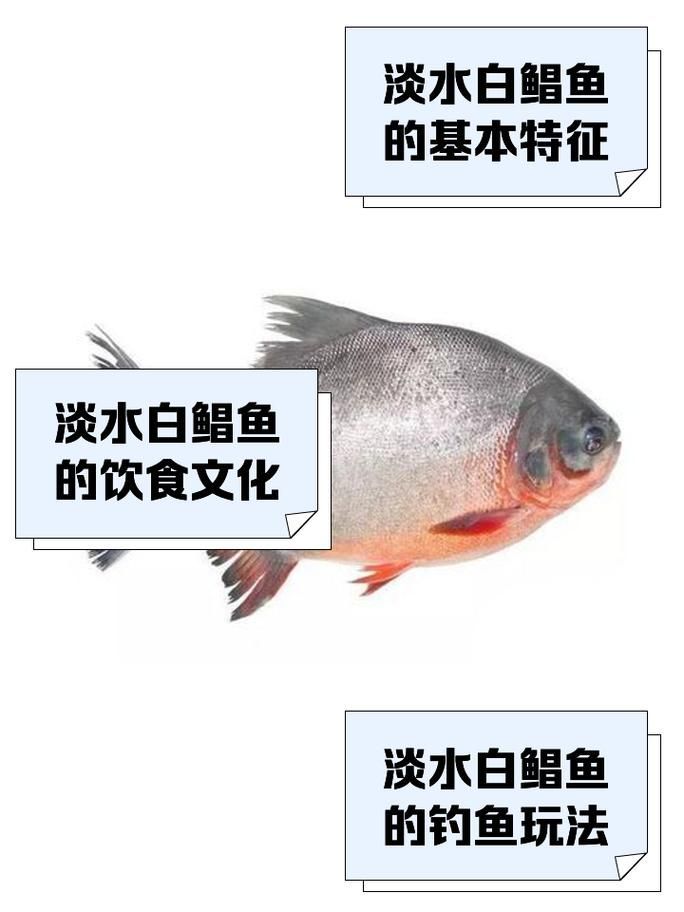 有哪些魚和龍魚類似但可以食用？（哪些魚與龍魚類似但不可食用）