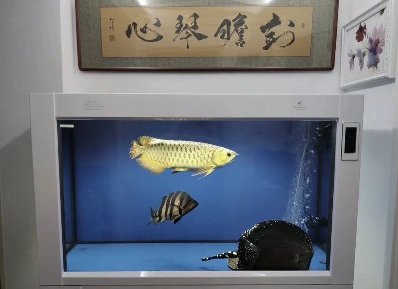 如何安全地使用龍魚燈？（如何安全使用龍魚燈）