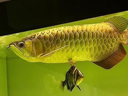 如何鑒別蚌山龍魚的真假？
