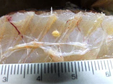 如何預防金龍魚嘴上長肉疙瘩？（如何預防金龍魚嘴上長肉疙瘩） 如何預防金龍魚嘴上長肉疙瘩？（如何預防金龍魚嘴上長肉疙瘩） 龍魚百科 第1張