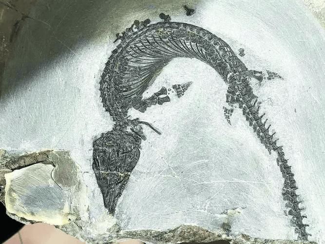 居巢龍魚的產(chǎn)地在哪里？（安徽巢湖魚龍動物群專題展，居巢龍魚并非現(xiàn)代生物）