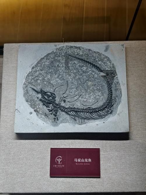 居巢龍魚的產(chǎn)地在哪里？（安徽<strong><mark>巢湖</mark></strong>魚龍動物群專題展，居巢龍魚并非現(xiàn)代生物）