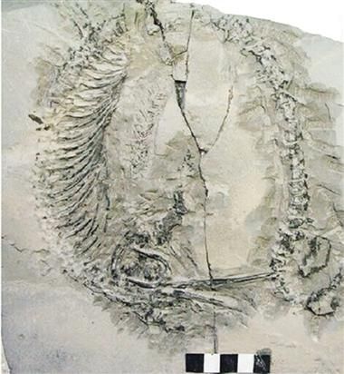 居巢龍魚的產(chǎn)地在哪里？（安徽巢湖魚龍動物群專題展，居巢龍魚并非現(xiàn)代生物）