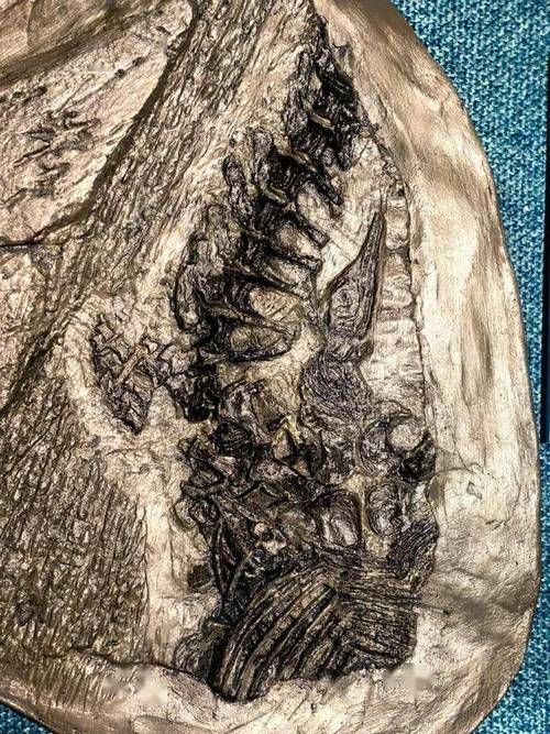 居巢龍魚的產(chǎn)地在哪里？（安徽巢湖魚龍動物群專題展，居巢龍魚并非現(xiàn)代生物）