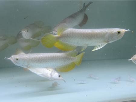 龍魚爛嘴病如何治療？（如何治療龍魚爛嘴病）