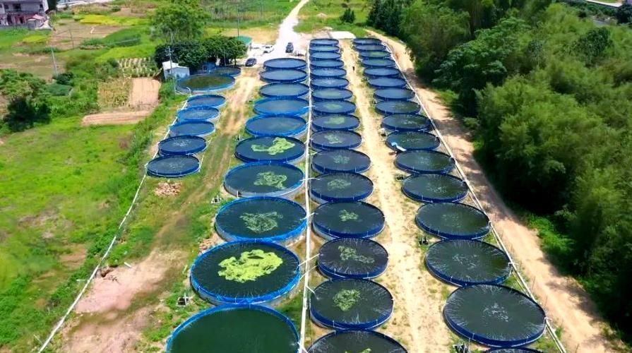 祥龍魚場哪個市的產量最高？（祥龍魚場產量定位）