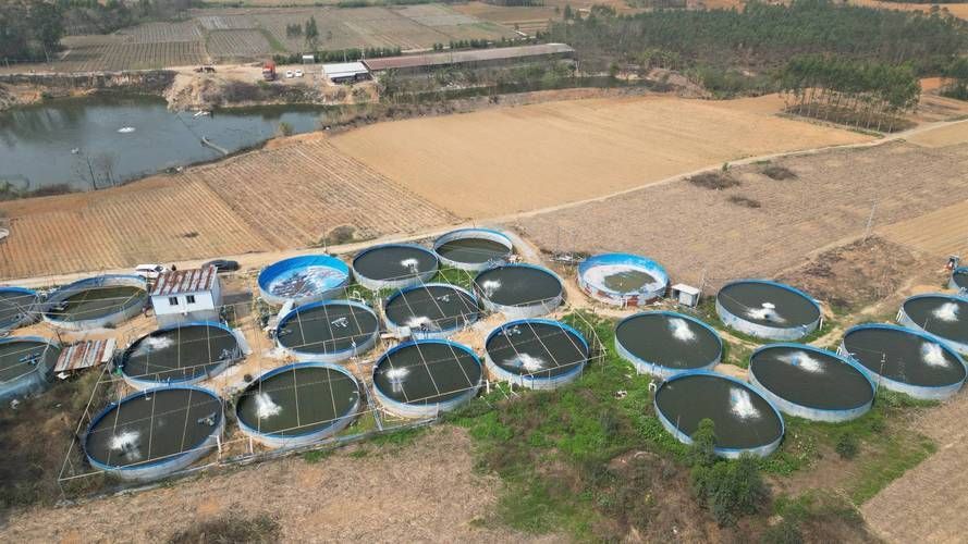 祥龍魚場哪個市的產量最高？（祥龍魚場產量定位）