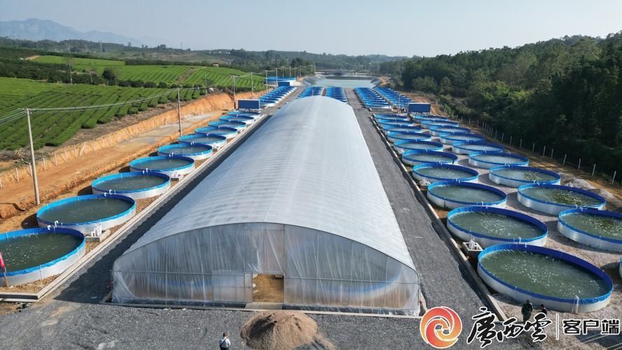 祥龍魚場哪個市的產量最高？（祥龍魚場產量定位）