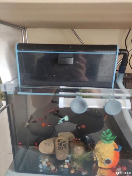 如何改善六角恐龍魚的水質？（六角恐龍魚水質管理） 如何改善六角恐龍魚的水質？（六角恐龍魚水質管理） 龍魚百科 第3張