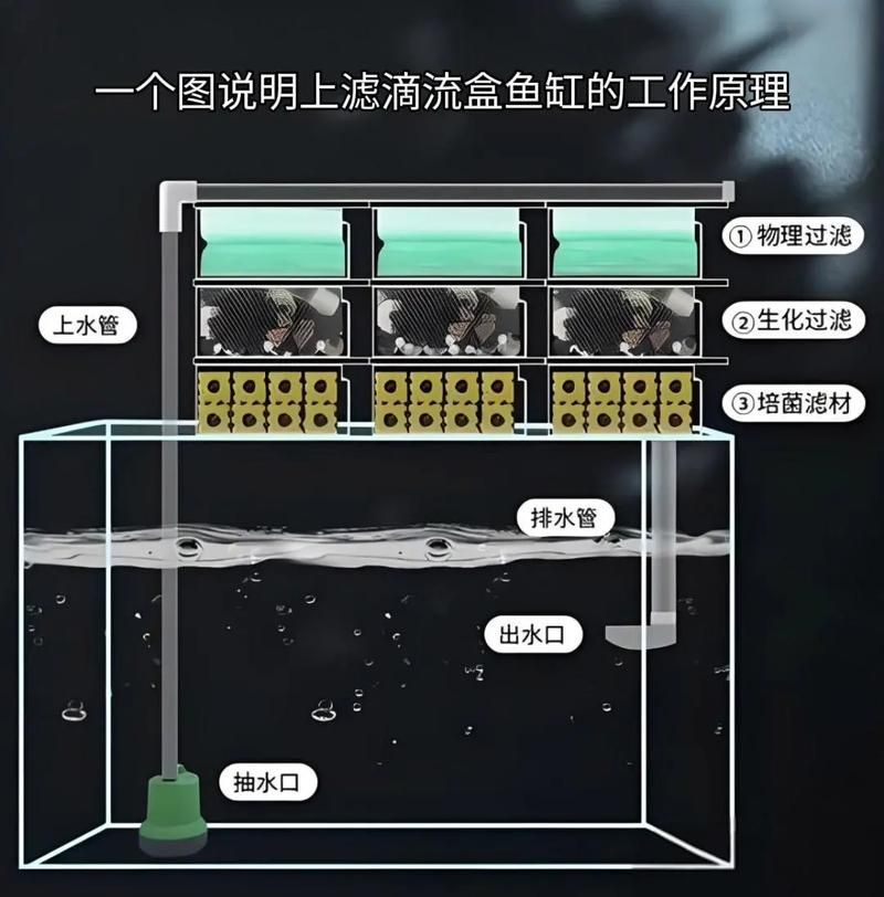 如何改善六角恐龍魚的水質？（六角恐龍魚水質管理） 如何改善六角恐龍魚的水質？（六角恐龍魚水質管理） 龍魚百科 第2張