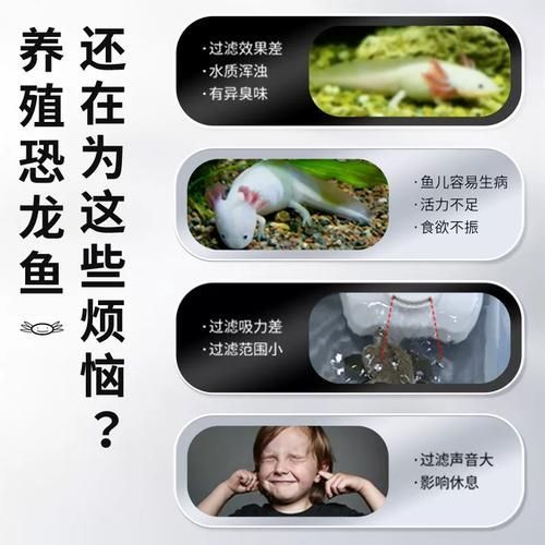 如何改善六角恐龍魚的水質？（六角恐龍魚水質管理） 如何改善六角恐龍魚的水質？（六角恐龍魚水質管理） 龍魚百科 第1張