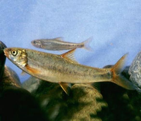 如何判斷拉薩龍魚是否新鮮？（如何判斷“拉薩龍魚”是否新鮮）