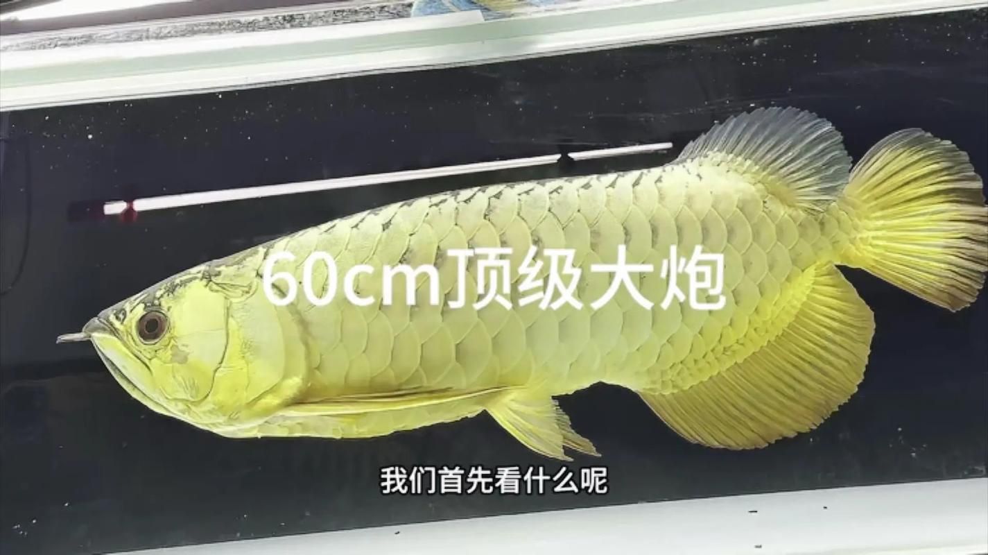 如何辨別長樂龍魚產品的真偽？（如何辨別長樂龍魚的真偽）