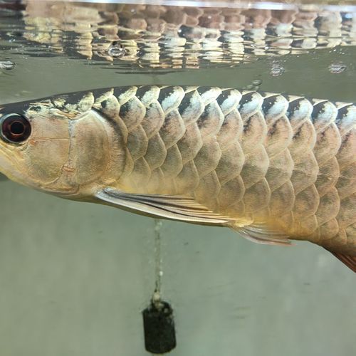 如何辨別長樂龍魚產品的真偽？（如何辨別長樂龍魚的真偽）